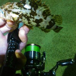 イワシメバルタケちゃん